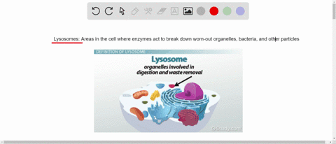 8-enzymes-contained-in-___________-break-down-worn-out-organelles-bacteria-and-other-particles-a-lys