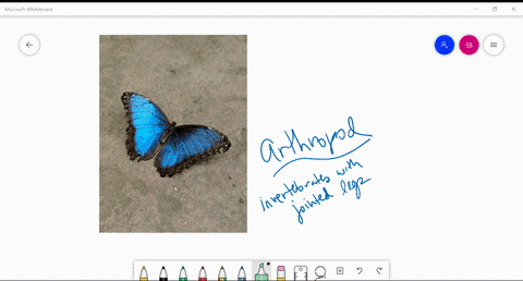 the-_________-include-the-only-winged-invertebrates-a-flatworms-b-annelids-c-arthropods-d-cnidarians
