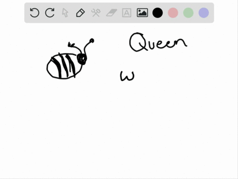 eusocial-insects-_________-a-live-in-extended-family-groups-b-include-termites-honeybees-and-ants-c-