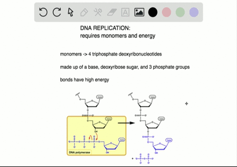 nucleotides-used-in-the-replication-of-dna-________-a-carry-energy-b-are-found-in-four-forms-each-wi