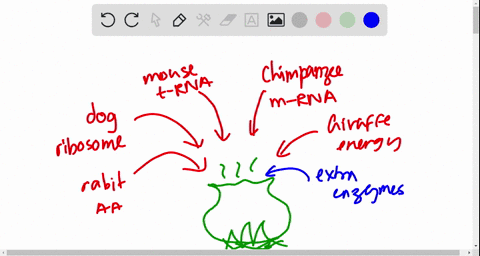 suppose-you-mix-the-following-components-of-protein-synthesis-in-a-test-tube-amino-acids-from-a-ra-5
