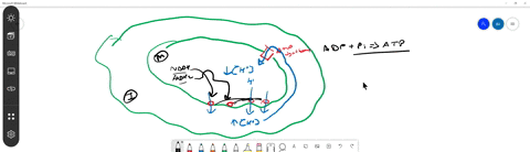 using-your-understanding-of-the-organization-of-the-mitochondrion-and-how-it-generates-atp-answer--2