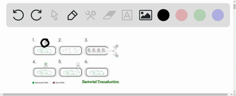 what-is-the-name-for-the-transfer-of-genetic-information-from-one-bacterium-to-another-bacterium-by-