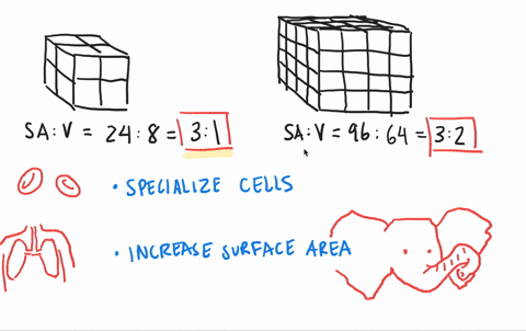 how-does-diffusion-limit-the-size-of-an-organism-how-is-this-counteracted