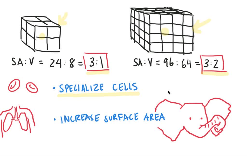 solved-how-does-diffusion-limit-the-size-of-an-organism-how-is-this