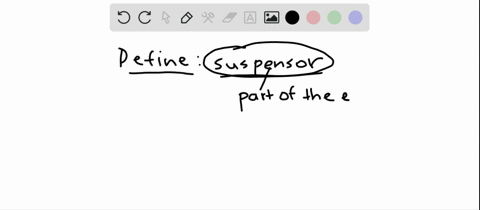 the-suspensor-a-gives-rise-to-the-embryo-b-is-heart-shaped-in-eudicots-c-separates-the-two-cotyled-2