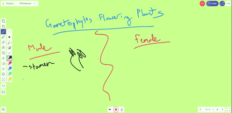 describe-the-male-and-female-gametophytes-of-flowering-plants-2
