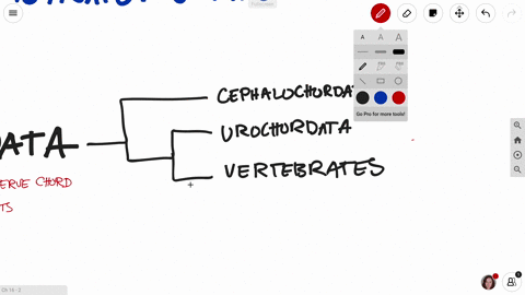 what-traits-defines-the-vertebrates-a-vertebrae-and-a-cranium-b-jaws-and-a-spinal-cord-c-endoskeleto