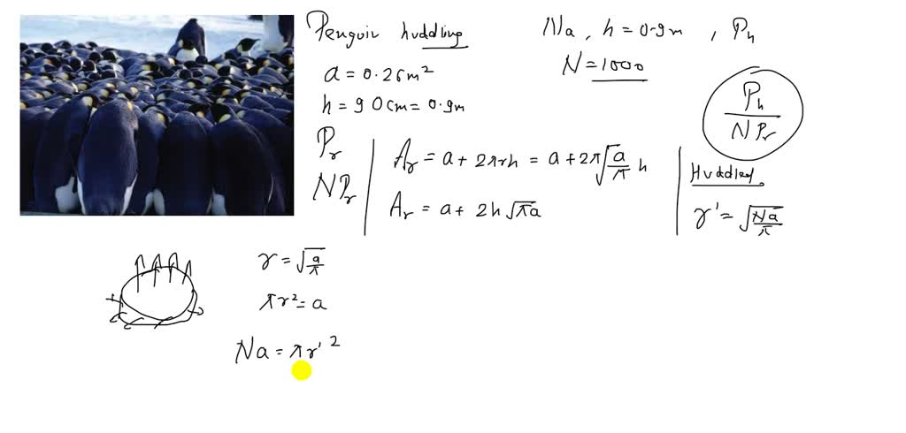 SOLVED: Penguin Huddling: A Strategy for Surviving Harsh Antarctic