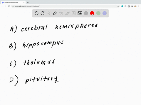 two-parts-of-the-limbic-system-are-the-amygdala-and-the-a-cerebral-hemispheres-b-hippocampus-c-tha-2