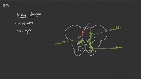 describe-the-articulations-and-ligaments-that-unite-the-four-bones-of-the-pelvis-to-each-other