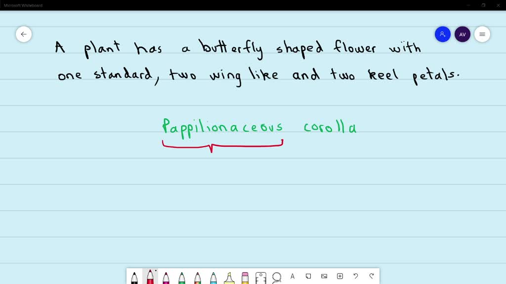 SOLVEDA plant has a butterfly shaped flower with one standard, two