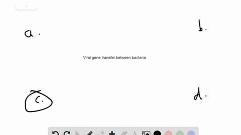 viral-transfer-of-genes-between-bacteria-is-called-______-a-conjugation-b-viral-reassortment-c-trans