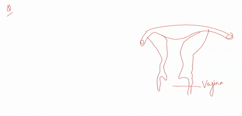 the-cervix-is-the-entrance-to-the-a-oviducts-b-vagina-c-uterus-d-scrotum