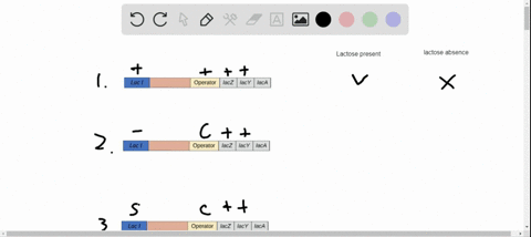 groups-of-alleles-associated-with-the-lactose-operon-are-as-follows-in-order-of-dominance-for-each-a