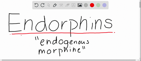 endorphins-are-released-in-the-brain-in-response-to-a-morphine-or-heroin-b-pain-or-vigorous-exerci-3