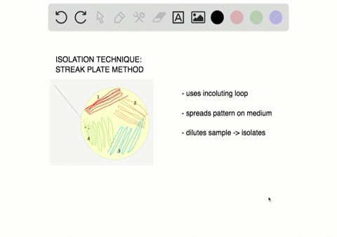 in-the-laboratory-a-sterile-inoculating-loop-is-moved-across-the-agar-surface-in-a-culture-dish-thin