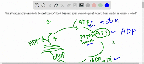 what-is-the-sequence-of-events-involved-in-the-cross-bridge-cycle-how-do-these-events-explain-how-mu