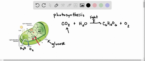 the-oxygen-released-by-photosynthesis-comes-from-mathrma-quad-mathrmco_2-b-mathrmh_2-mathrmo-c-light