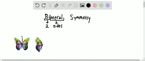 a-bilaterally-symmetrical-animal-can-be-divided-into-mirror-image-halves-by-a-any-plane-through-the-