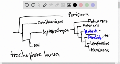 trochophore-larvae-are-characteristic-of-a-arthropods-b-cnidarians-c-flatworms-d-mollusks-e-crusta-3