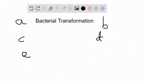 which-of-the-following-is-not-correct-for-bacterial-transformation-a-artificial-transformation-is--2