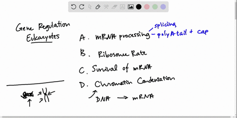 which-of-the-following-is-not-a-control-mechanism-for-gene-expression-in-eukaryotes-a-alternative-mr