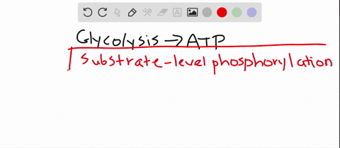 glycolysis-produces-atp-by-a-phosphorylating-organic-molecules-in-the-priming-reactions-b-the-produc