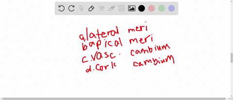 the-primary-growth-of-a-plant-is-due-to-the-action-of-the-__________-a-lateral-meristem-b-vascular-c