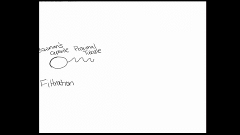 which-process-in-the-nephron-is-least-selective-a-filtration-b-reabsorption-c-active-transport-d-sec