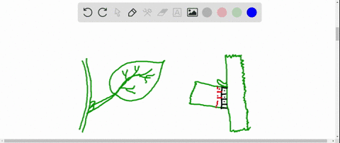 anatomically-the-abscission-zone-where-a-petiole-detaches-from-a-stem-consists-of-a-thin-walled-pa-5
