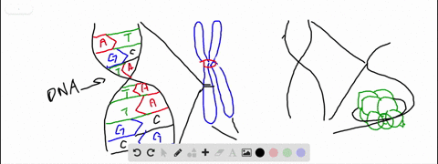 in-eukaryotic-chromosomes-dna-wraps-around-_______-a-histone-proteins-b-sister-chromatids-c-centrome