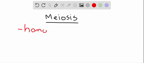 in-meiosis-a-a-single-nucleus-gives-rise-to-two-daughter-nuclei-b-the-daughter-nuclei-are-genetica-2