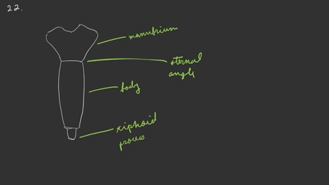 the-sternal-angle-is-the-_______-a-junction-between-the-body-and-xiphoid-process-b-site-for-attachme
