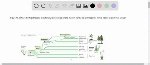 figure-163-summarizes-the-hypothesized-evolutionary-relationships-among-living-plants-do-the-gymnosp