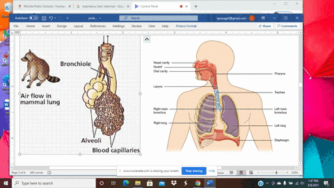 the-most-frequent-portal-of-entry-for-pathogens-is-_____________-a-the-respiratory-tract-b-the-skin-