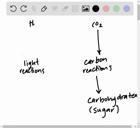 determine-whether-each-of-the-following-molecules-is-involved-in-the-light-reactions-the-carbon-reac