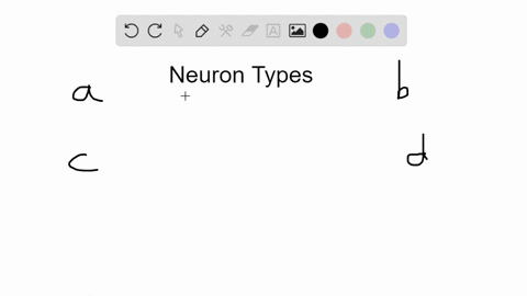 _____-occur-mainly-in-the-brain-and-spinal-cord-a-sensory-neurons-b-motor-neurons-c-interneurons-d-b