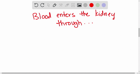 blood-enters-the-kidneys-from-the-a-duodenal-vein-b-nephron-c-renal-artery-d-gall-bladder