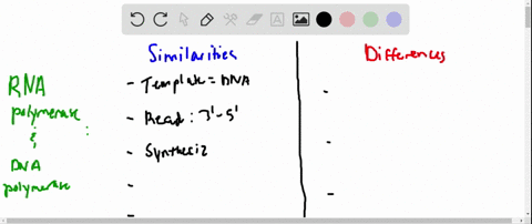 list-at-least-five-properties-that-dna-polymerases-and-rna-polymerases-have-in-common-list-at-leas-2