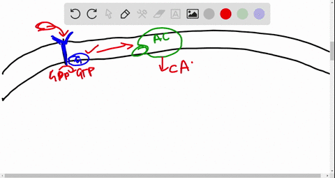 which-is-the-correct-sequence-1-protein-kinase-activated-2-adenylyl-cyclase-activated-3-camp-produ-4