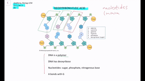 all-of-the-following-about-the-structure-of-dna-are-correct-except-a-dna-is-a-polymer-b-dna-contains