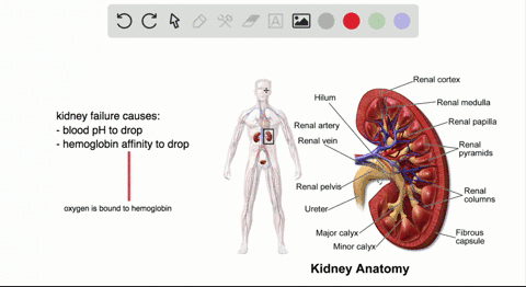 the-kidneys-are-responsible-for-removing-excess-mathrmh-ions-from-the-blood-if-the-kidneys-fail-what