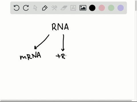 the-rna-components-of-ribosomes-are-synthesized-in-the-________-a-cytoplasm-b-nucleus-c-nucleolus-d-