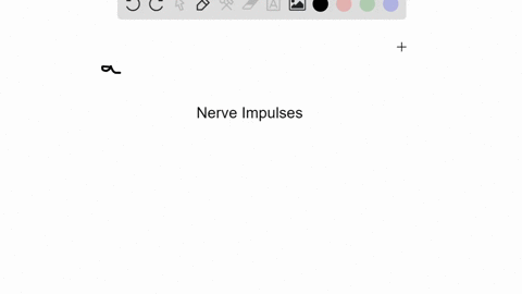 the-sites-where-the-motor-nerve-impulse-is-transmitted-from-the-nerve-endings-to-the-skeletal-muscle