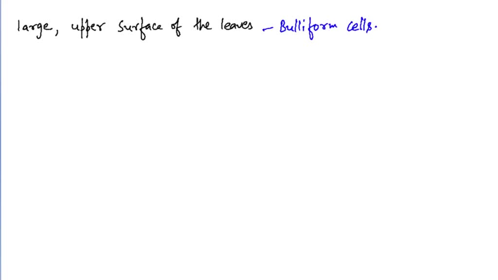 solved-bulliform-or-motor-cells-are-present-in-a-dicot-stem-b-upper