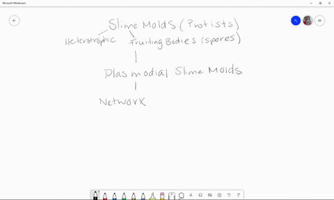 the-plasmodial-slime-molds-a-form-a-plasmodium-that-is-a-coenocyte-b-lack-fruiting-bodies-c-consist-