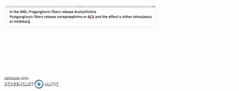 which-ans-fibers-release-acetylcholine-which-release-norepinephrine