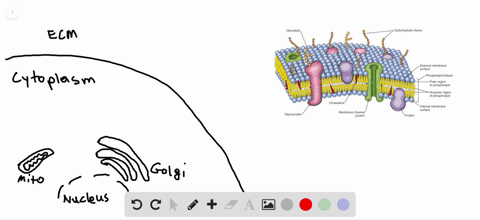in-addition-to-a-plasma-membrane-eukaryotic-cell-organelles-such-as-mitochondria-also-have-membranes