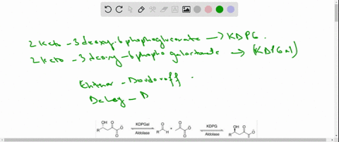 some-bacteria-catabolize-glucose-by-the-entner-doudoroff-pathway-a-variant-of-glycolysis-in-which--2
